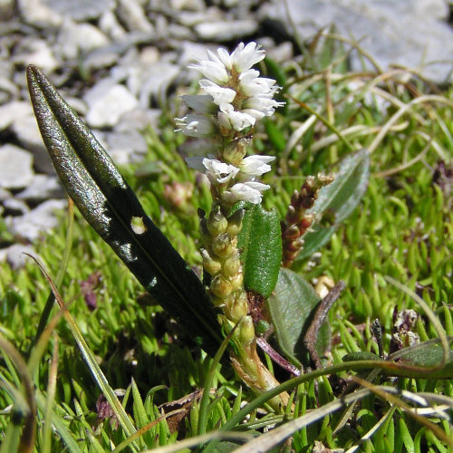 Knöllchen-Knöterich / Polygonum viviparum