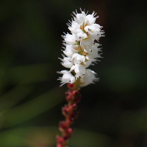 Knöllchen-Knöterich / Polygonum viviparum