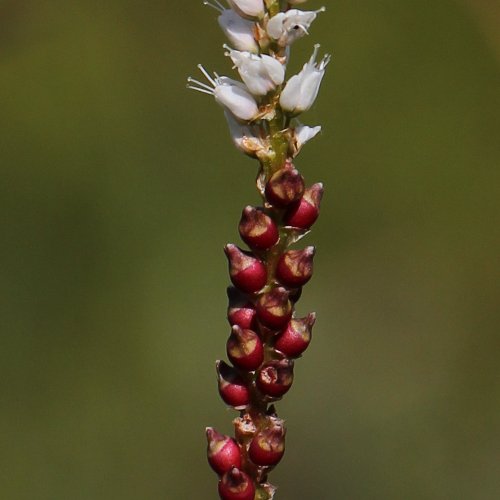 Knöllchen-Knöterich / Polygonum viviparum