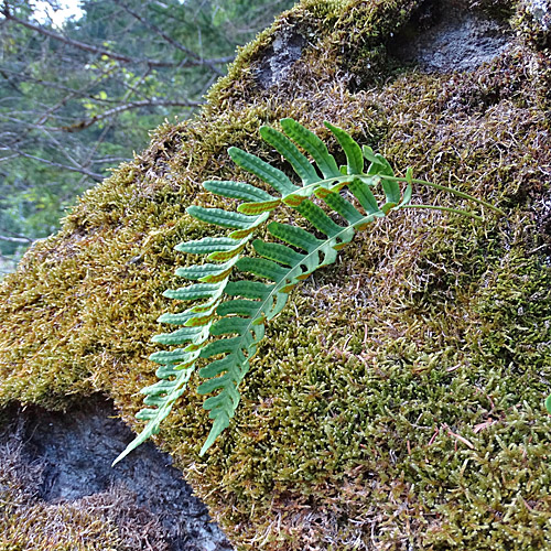 Gemeiner Tüpfelfarn / Polypodium vulgare