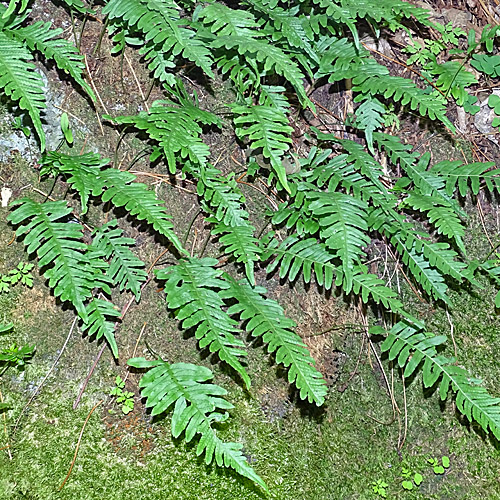 Gemeiner Tüpfelfarn / Polypodium vulgare