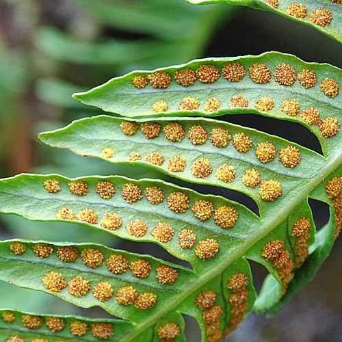 Gemeiner Tüpfelfarn / Polypodium vulgare