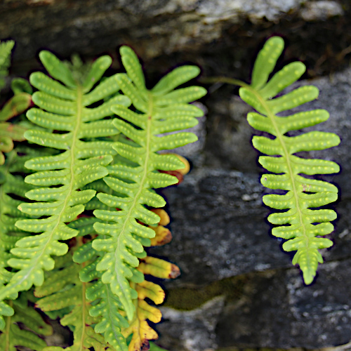 Gemeiner Tüpfelfarn / Polypodium vulgare