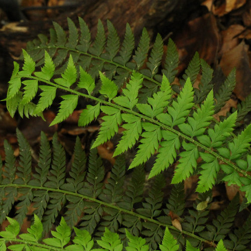 Gelappter Schildfarn / Polystichum aculeatum