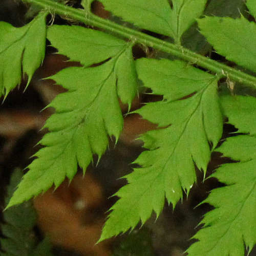 Gelappter Schildfarn / Polystichum aculeatum