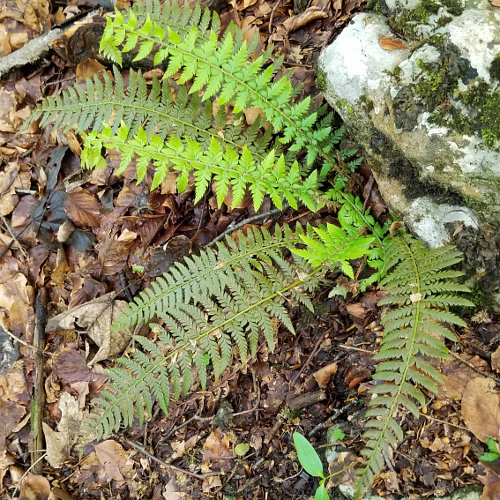 Gelappter Schildfarn / Polystichum aculeatum