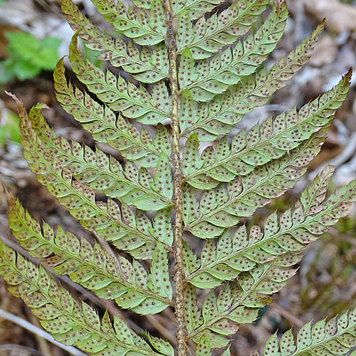 Gelappter Schildfarn / Polystichum aculeatum