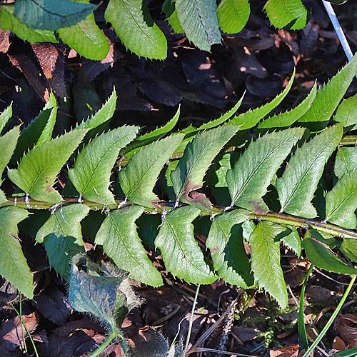 Lanzenfarn / Polystichum lonchitis