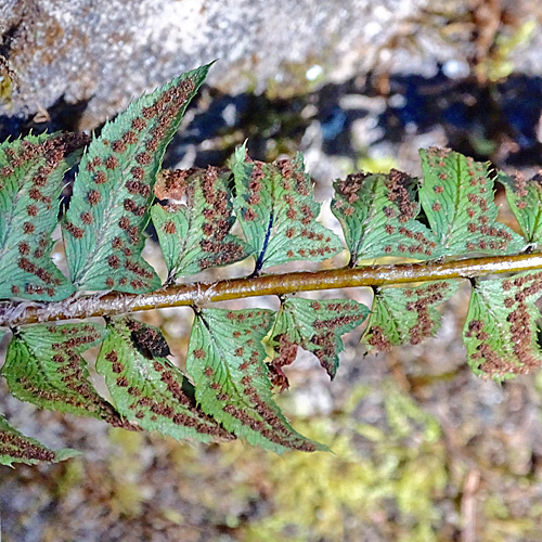 Lanzenfarn / Polystichum lonchitis