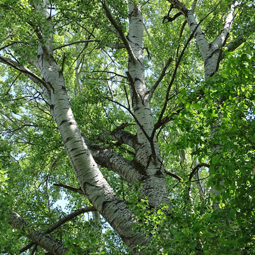 Silber-Pappel / Populus alba