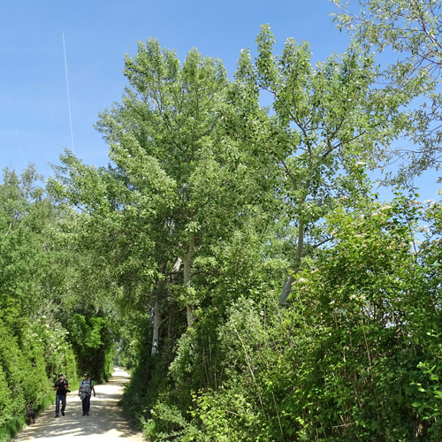 Silber-Pappel / Populus alba