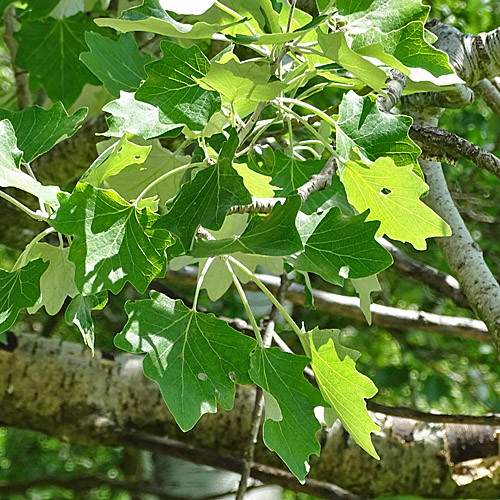 Silber-Pappel / Populus alba