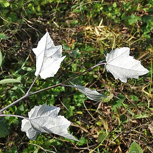 Silber-Pappel / Populus alba