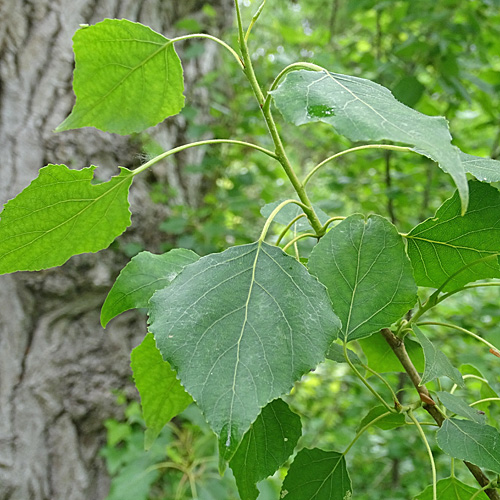 Gewöhnliche Schwarz-Pappel / Populus nigra