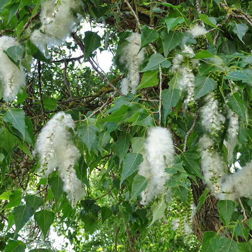 Gewöhnliche Schwarz-Pappel / Populus nigra