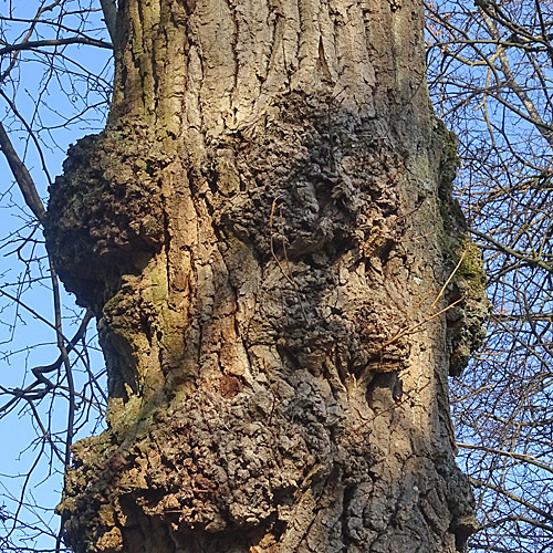 Gewöhnliche Schwarz-Pappel / Populus nigra