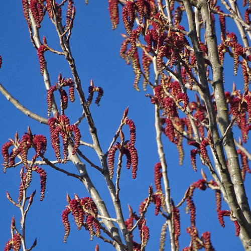 Pyramiden-Schwarz-Pappel / Populus nigra subsp. pyramidalis