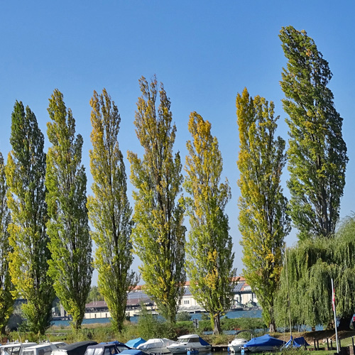 Pyramiden-Schwarz-Pappel / Populus nigra subsp. pyramidalis