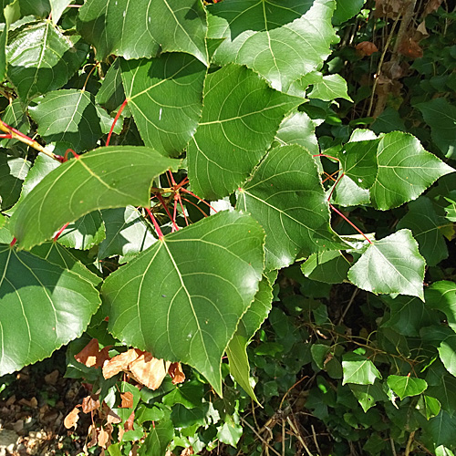 Pyramiden-Schwarz-Pappel / Populus nigra subsp. pyramidalis