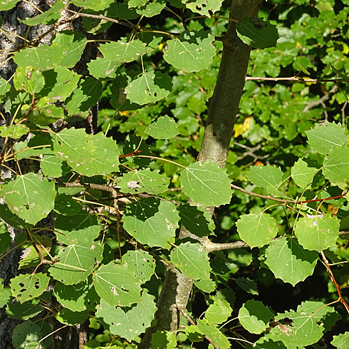 Zitter-Pappel / Populus tremula