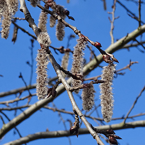 Zitter-Pappel / Populus tremula