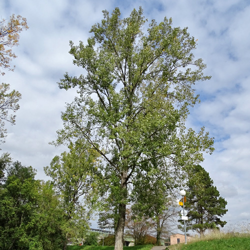 Zitter-Pappel / Populus tremula