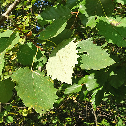 Zitter-Pappel / Populus tremula