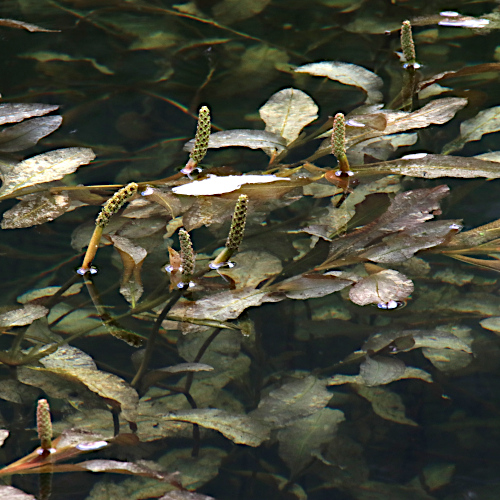 Glänzendes Laichkraut / Potamogeton lucens