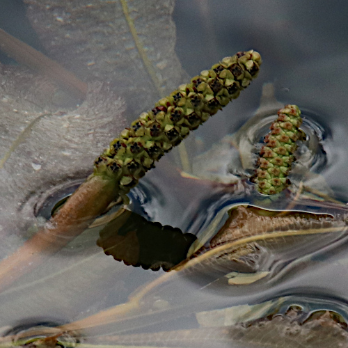 Glänzendes Laichkraut / Potamogeton lucens