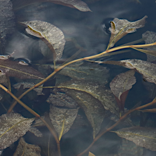 Glänzendes Laichkraut / Potamogeton lucens