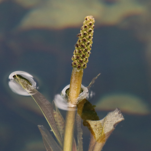 Glänzendes Laichkraut / Potamogeton lucens