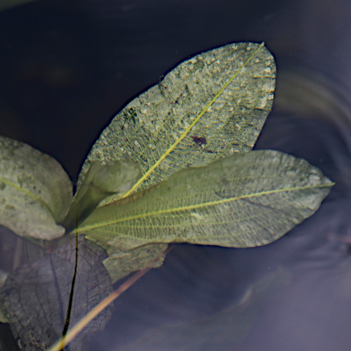 Glänzendes Laichkraut / Potamogeton lucens