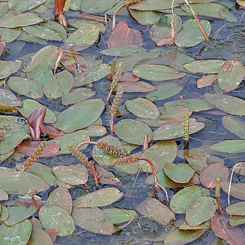 Schwimmendes Laichkraut / Potamogeton natans