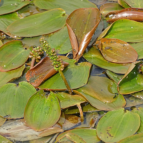 Schwimmendes Laichkraut / Potamogeton natans