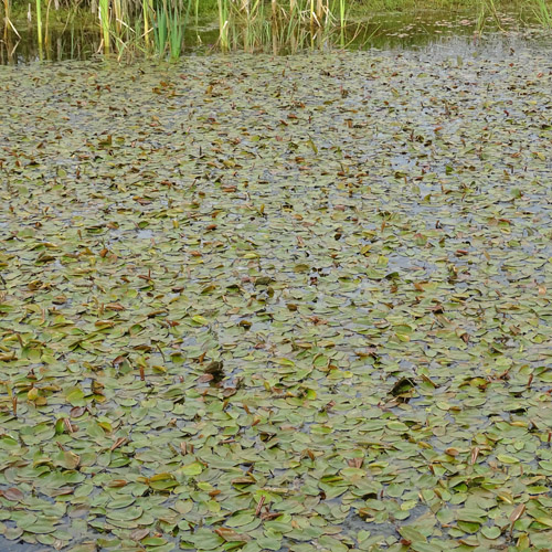 Schwimmendes Laichkraut / Potamogeton natans