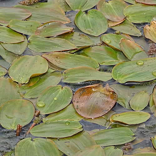 Schwimmendes Laichkraut / Potamogeton natans