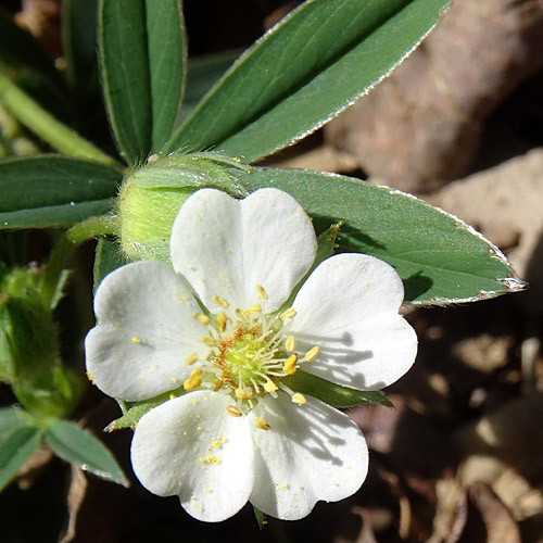 Weisses Fingerkraut / Potentilla alba