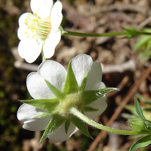 Weisses Fingerkraut / Potentilla alba