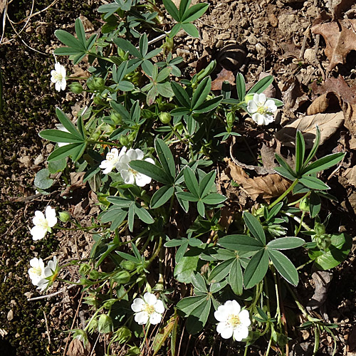 Weisses Fingerkraut / Potentilla alba