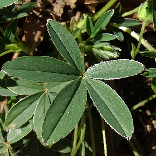 Weisses Fingerkraut / Potentilla alba