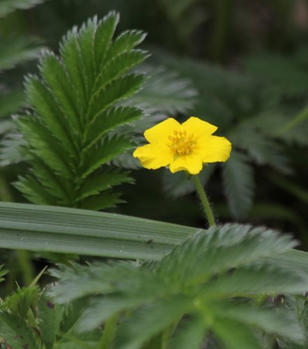 Gänse-Fingerkraut / Potentilla anserina