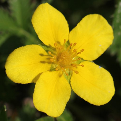 Gänse-Fingerkraut / Potentilla anserina