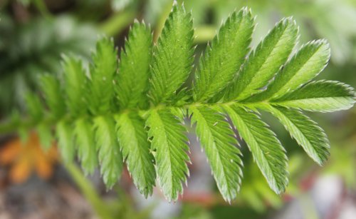 Gänse-Fingerkraut / Potentilla anserina