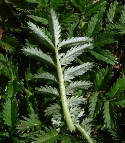 Gänse-Fingerkraut / Potentilla anserina