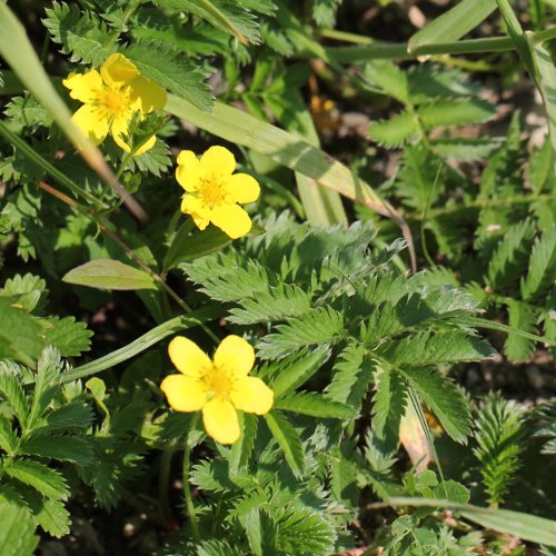 Gänse-Fingerkraut / Potentilla anserina