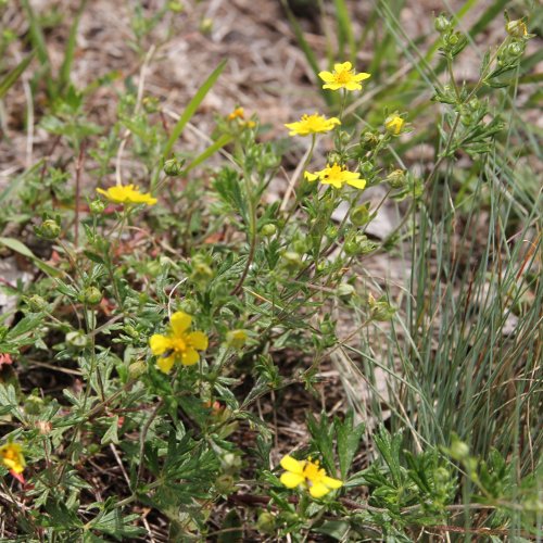 Silber-Fingerkraut / Potentilla argentea