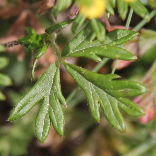 Silber-Fingerkraut / Potentilla argentea