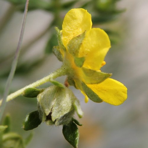 Silber-Fingerkraut / Potentilla argentea