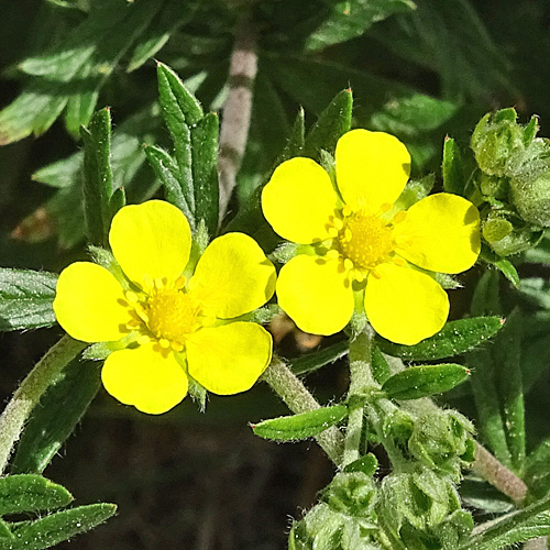 Silber-Fingerkraut / Potentilla argentea