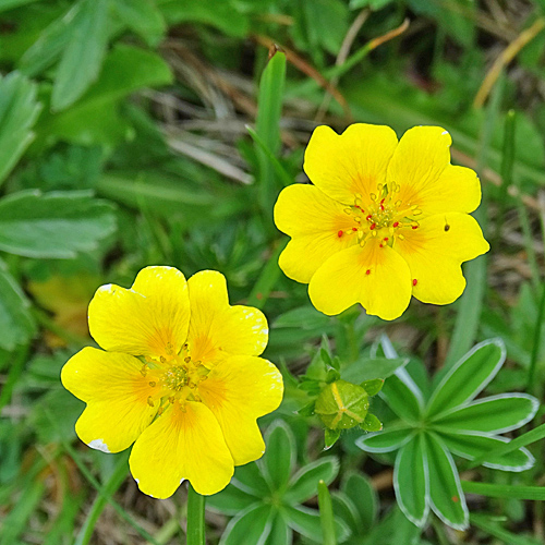 Gold-Fingerkraut / Potentilla aurea